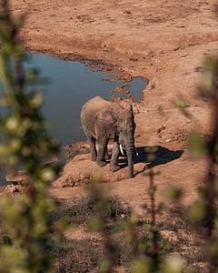 Thirsty African Elephant van Ian Schepers