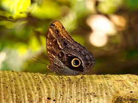 Papillon sur un tronc sur Edwin Arendts