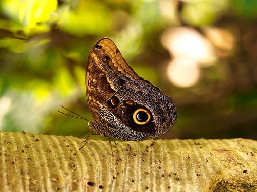 Papillon sur un tronc