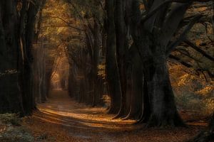 Herbst von Moetwil en van Dijk - Fotografie