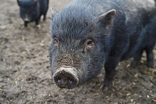1 jaar oude minivarkens in de tuin
