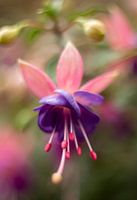 Fuchsia 1