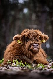 Schotse Hooglander op de Wezepsche Heide van S van Wezep