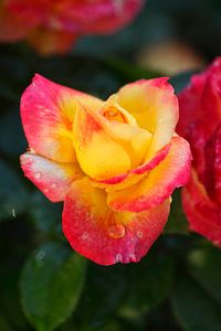 Rot-orange  Edelrose