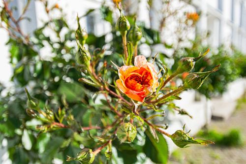 des roses à haut tronc jaune orangé au cirque de Putbus sur l'île de Rügen