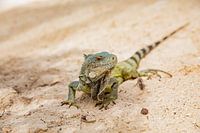 Leguaan op het strand van Curaçao