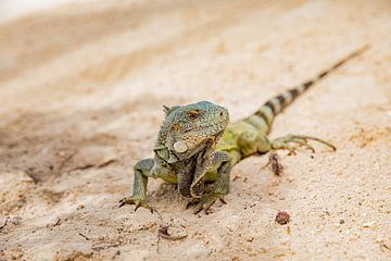 Iguanas on the beach of Curacao by Laura V