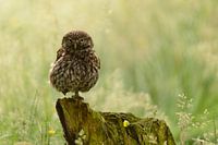 Steenuil in het veld - Little Owl