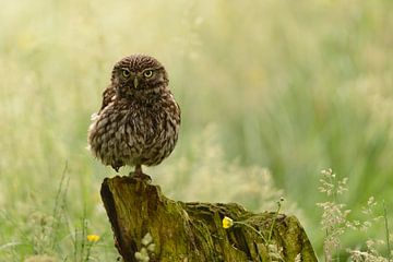 Steenuil in het veld - Little Owl van Martin Bredewold