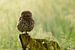 Steenuil in het veld - Little Owl van Martin Bredewold