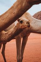 Jordanien