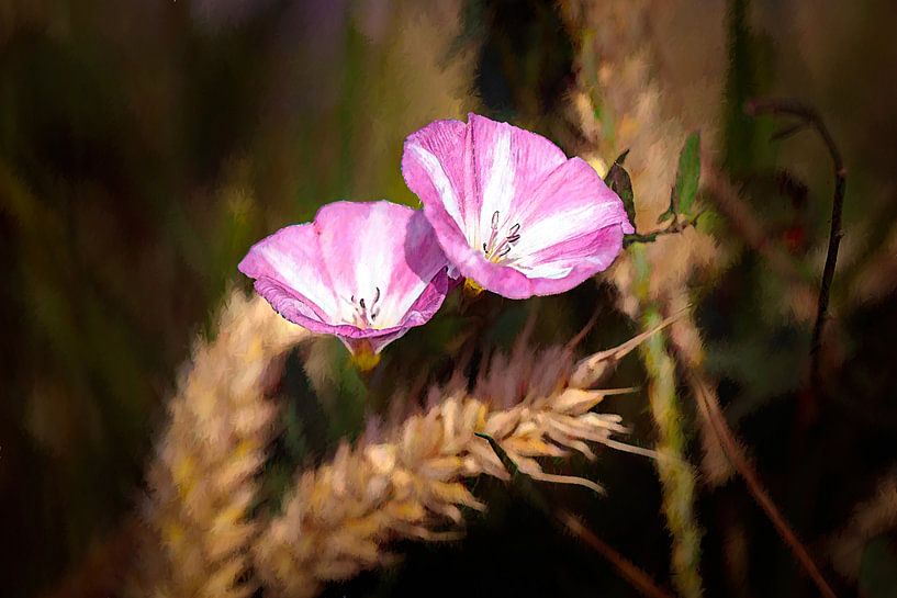 Field lime by Rob Boon