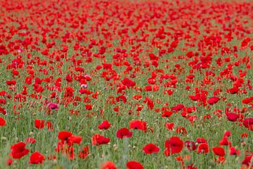 Mohnblumen von Wesley Poelman