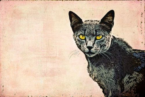 The cat