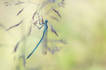 Libelle im Tau. von Francis Dost