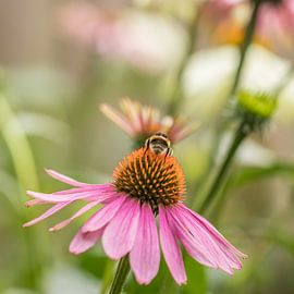Echinacea of Zonnehoed sur Carolina Roepers
