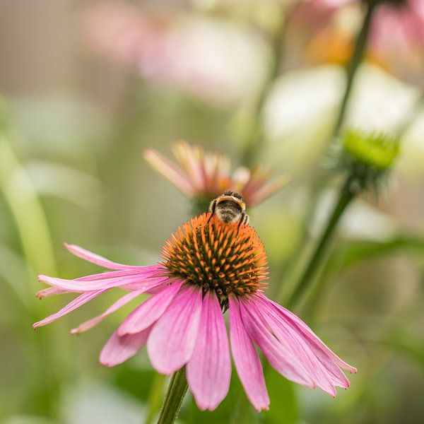 Echinacea of Zonnehoed von Carolina Roepers
