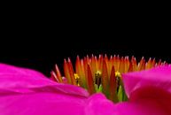  Echinaceae Purpurea by Marlies Prieckaerts thumbnail