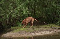 Jeux d'eau au bord d'un lac avec un chien brun Magyar Vizsla Drahthaar . sur Babetts Bildergalerie Aperçu