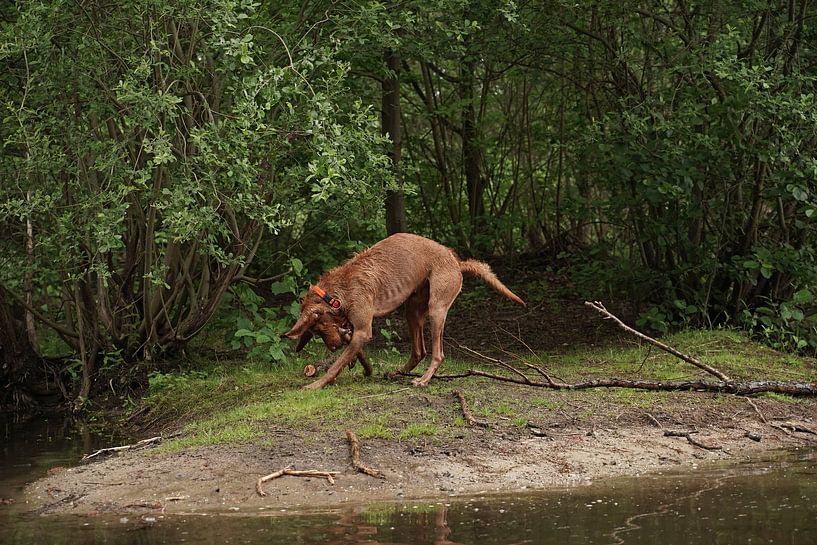Jeux d'eau au bord d'un lac avec un chien brun Magyar Vizsla Drahthaar . sur Babetts Bildergalerie