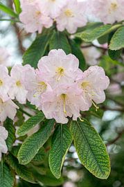 Rhododendron Fortunei - Fortunes Rhododendron