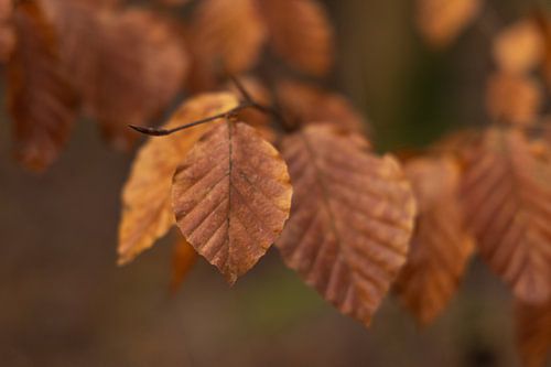 Noordlaarderbos -Noordlaren  (Nederland)