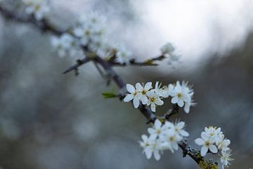 Magic Blackthorn by Niels Hamelynck