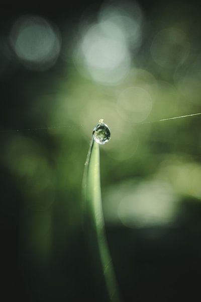Blade of grass with dewdrop by Jan