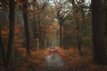 Herfst in het bos van Oranjewoud van Ytje Veenstra