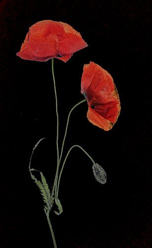 Klaprozen met zwarte achtergrondd