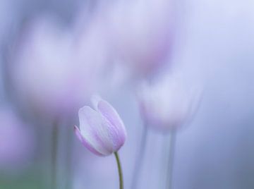 Wood anemones by Birgitte Bergman