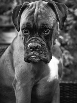 Innocent eyes of a boxer dog in black and white