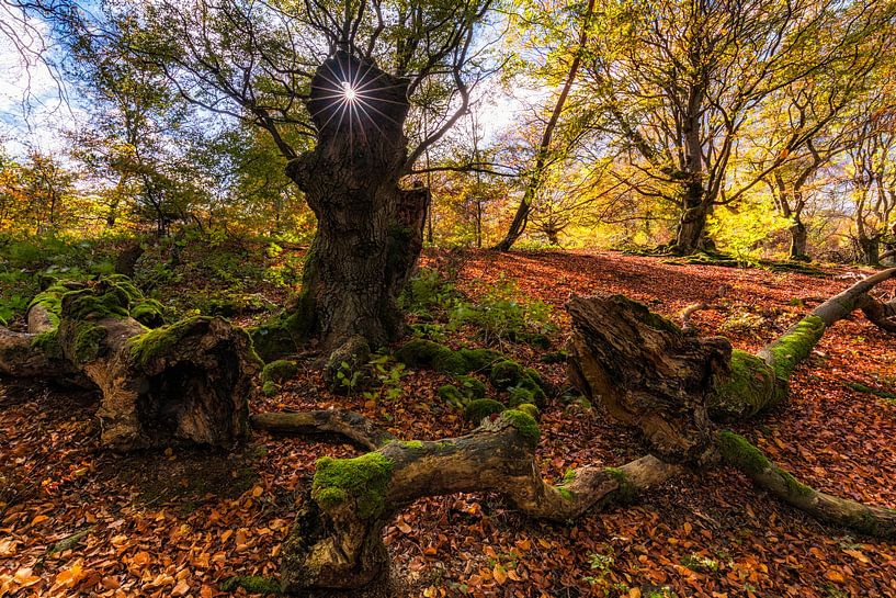 Ephemerality by Daniela Beyer