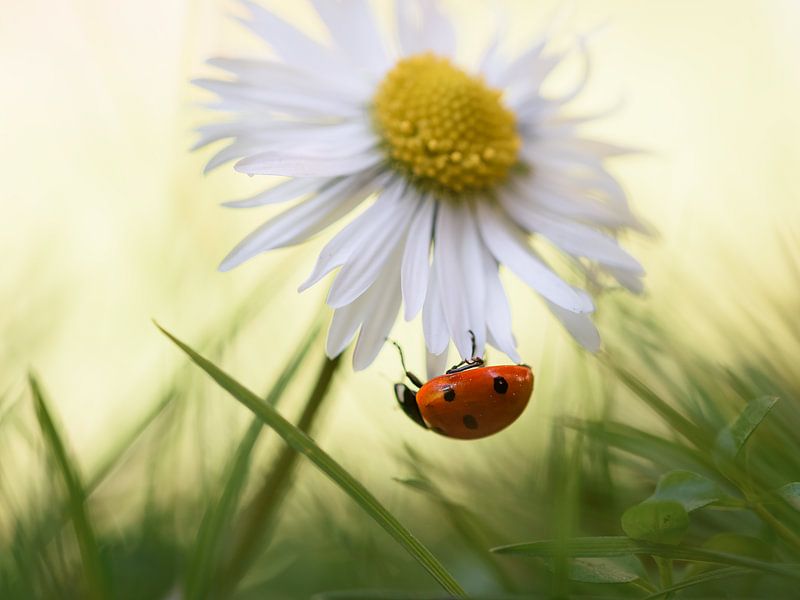 Marienkäfer unter einem Gänseblümchen hängend von Femke Straten