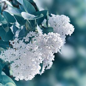 lilas sur Violetta Honkisz