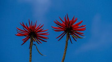 Madeira - Erythrina speciosa ein tropischer Baum in Funchal von adventure-photos