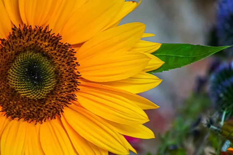 Tournesol par Niek Traas