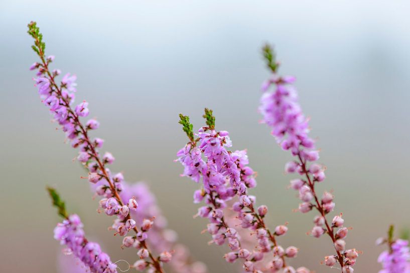 Flowering Heather plants in Heathland close up during sunrise by Sjoerd van der Wal Photography