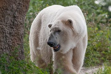 Eisbär : Tierpark Blijdorp von Loek Lobel