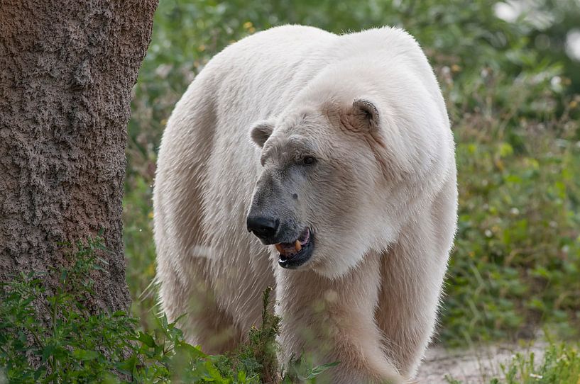 Ours polaire : Zoo de Blijdorp par Loek Lobel
