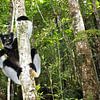 Indri im Wald von Antwan Janssen