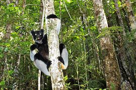 Indri in the forest