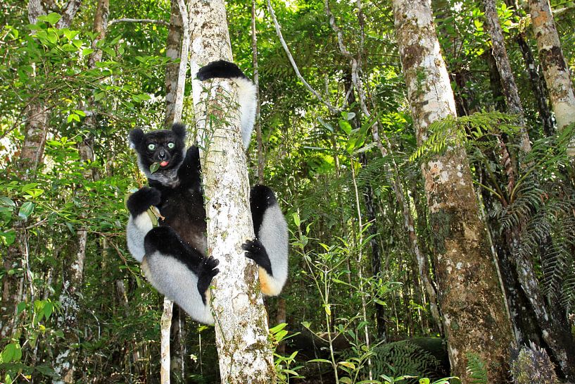 Indri dans la forêt par Antwan Janssen