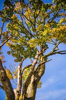 Baum, blauer Himmel.