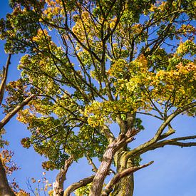 Arbre, ciel bleu. sur Martin Frunt