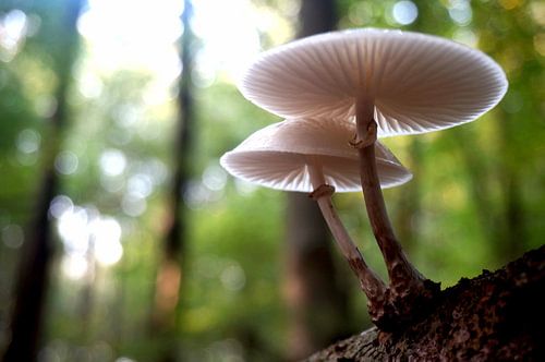 Mushrooms by Milou Ynema