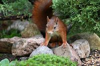 Squirrel, ready to go....