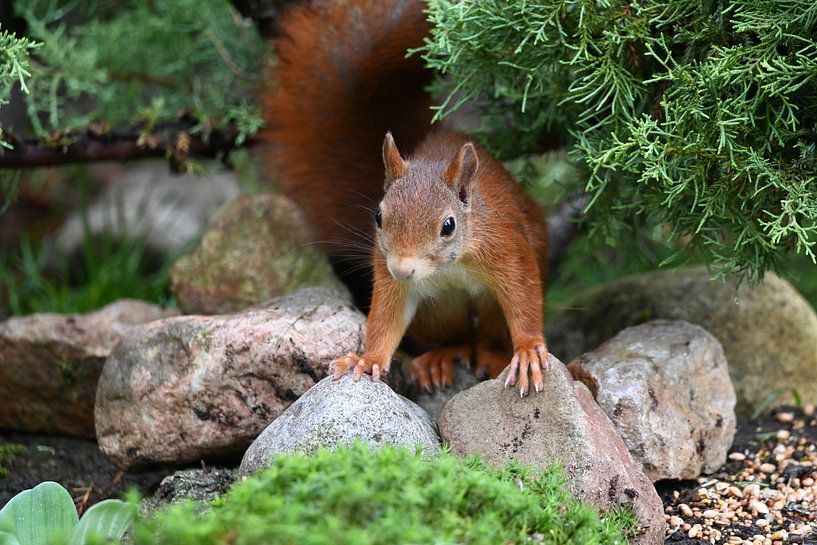 Squirrel, ready to go.... by Frank Mossink