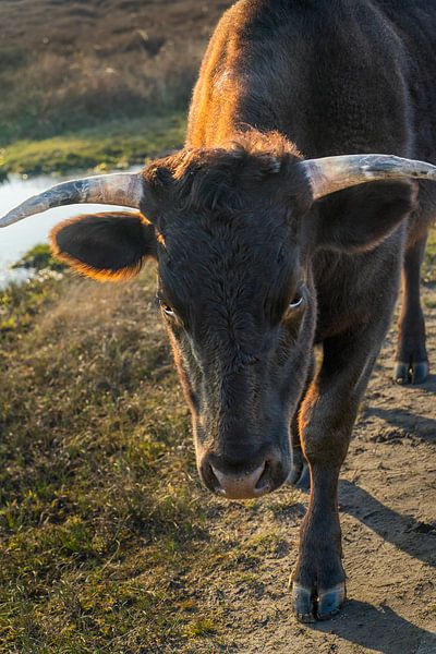 Portrait d'un taureau par Rob Baken