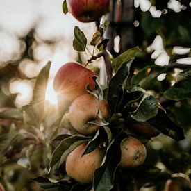 Rijp fruit in Zeeland van Marina Bruijnzeel